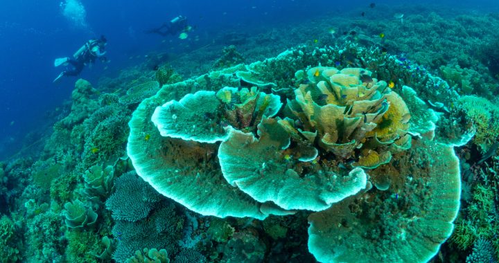 Oceana Launches Marine Expedition in Southern Leyte’s Panaon Island