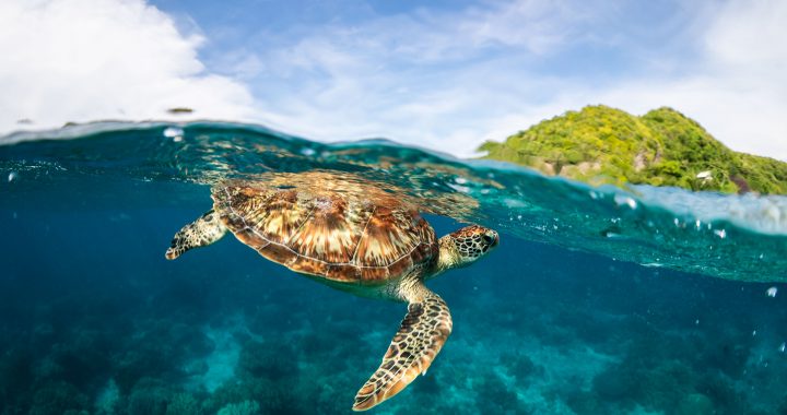 5 Philippine Dive Spots to Include on Your Water Adventure Bucket List