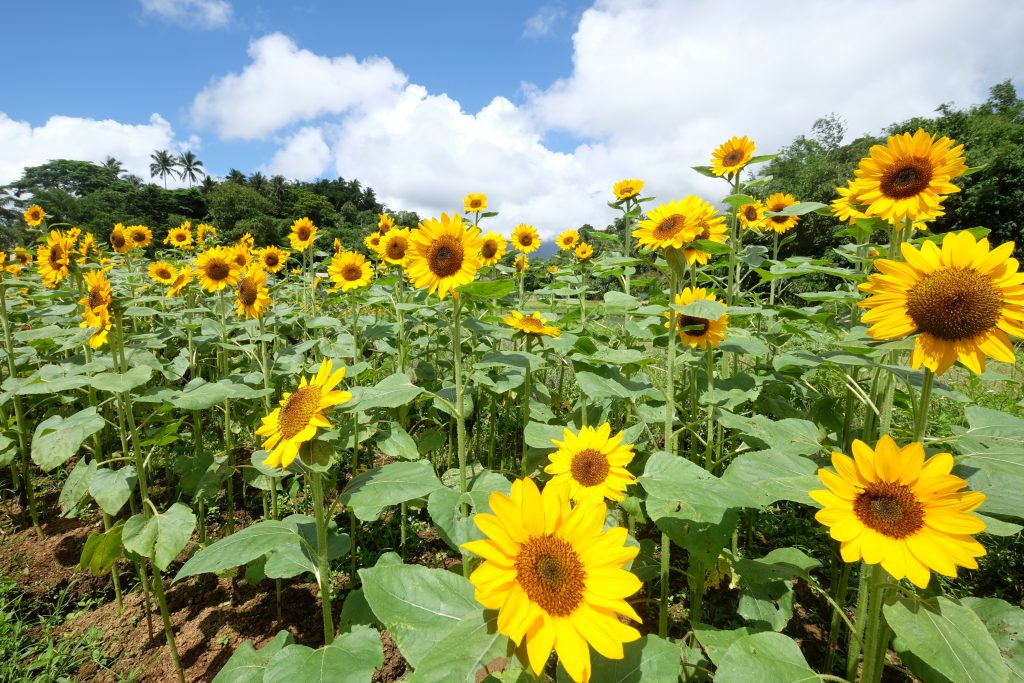 Bukid Amara in Lucban, Quezon: A Day in Flower Paradise